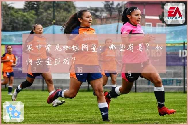 家中常见蜘蛛图鉴：哪些有毒？如何安全应对？