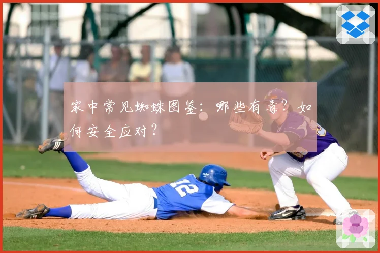 家中常见蜘蛛图鉴：哪些有毒？如何安全应对？